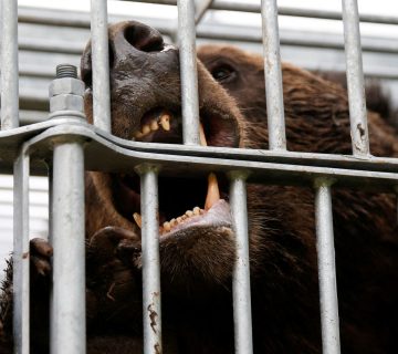 japan-sends-in-troops-to-help-tackle-deadly-bear-attacks
