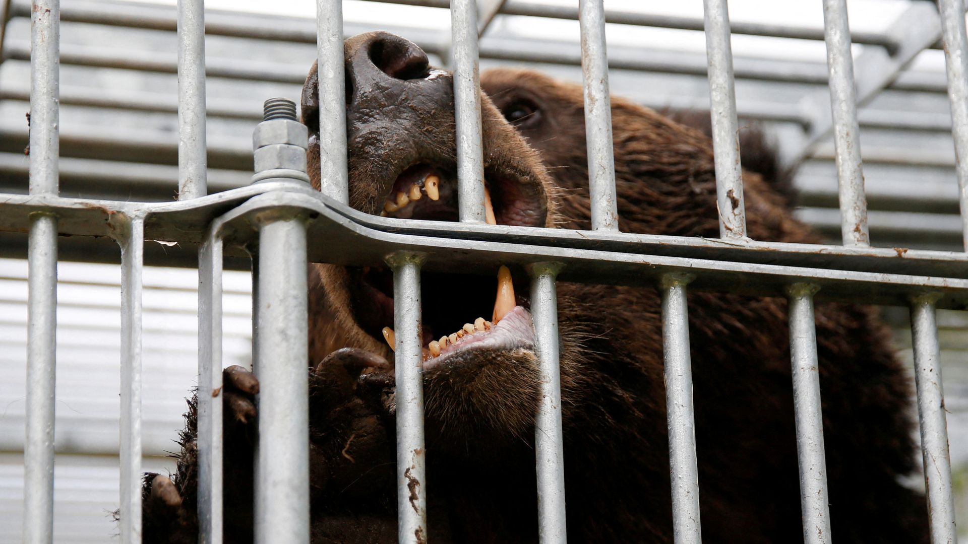 japan-sends-in-troops-to-help-tackle-deadly-bear-attacks