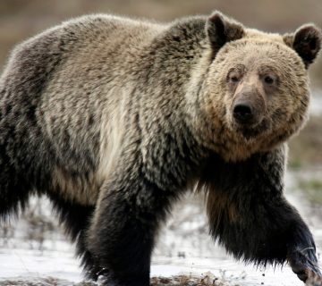 two-critically-injured-after-grizzly-bear-attacks-schoolchildren