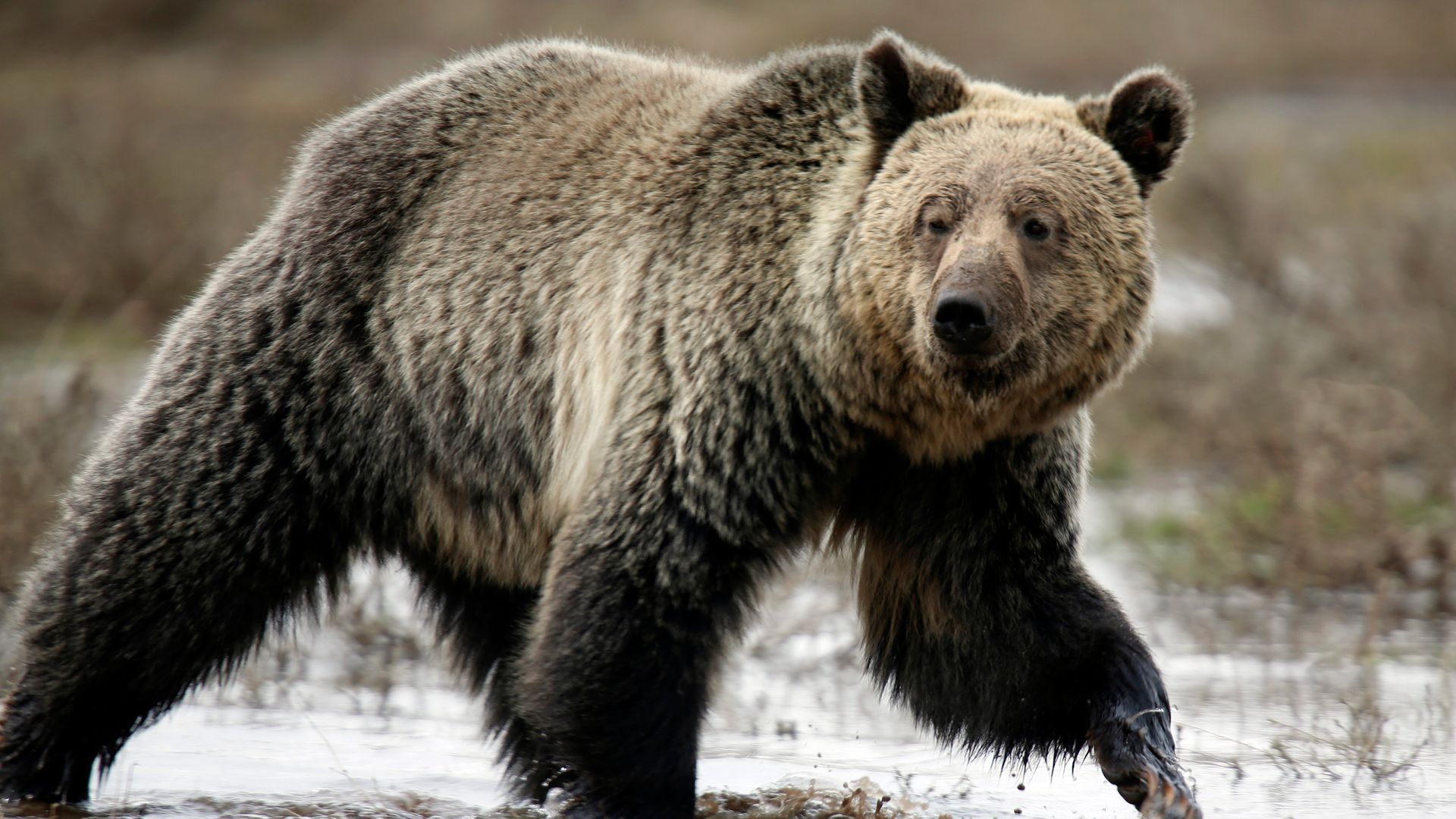two-critically-injured-after-grizzly-bear-attacks-schoolchildren